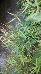 Pogonatherum crinitum