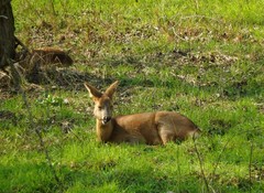 Capreolus capreolus