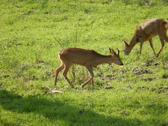 Capreolus capreolus