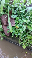 Hydrocotyle sibthorpioides