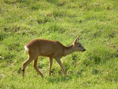 Capreolus capreolus