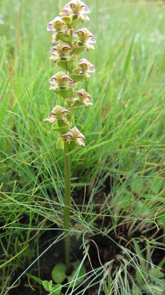 Disperis renibractea