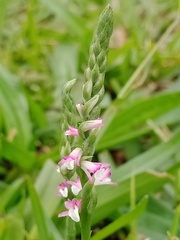 Spiranthes sinensis