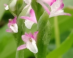 Spiranthes sinensis