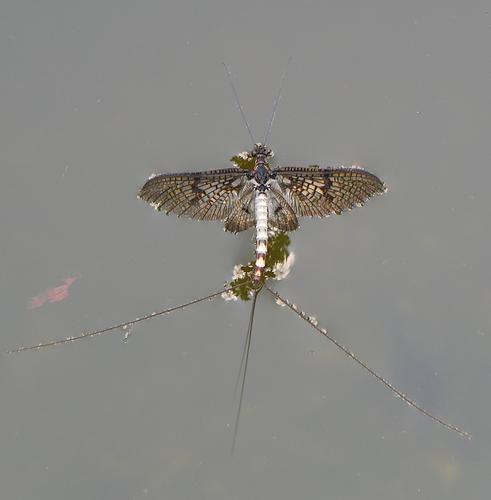 Green drake mayfly
