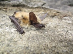Long-Eared Myotis photo 5
