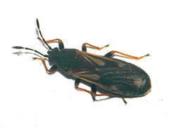 Ischnodemus sabuleti