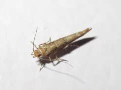 Pyroderces aellotricha