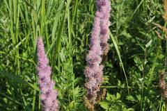 Astilbe chinensis