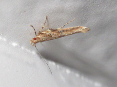 Pyroderces aellotricha