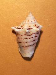 Thetystrombus latus