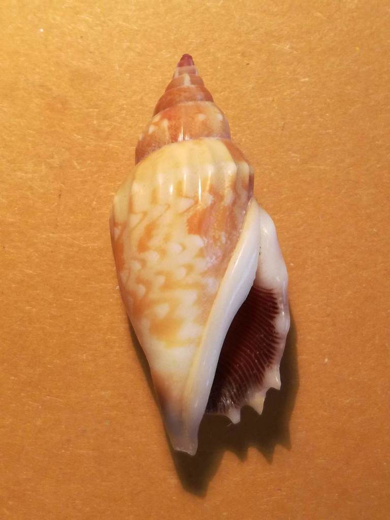 Tridentarius
