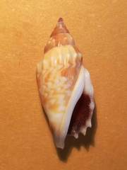 Tridentarius dentatus