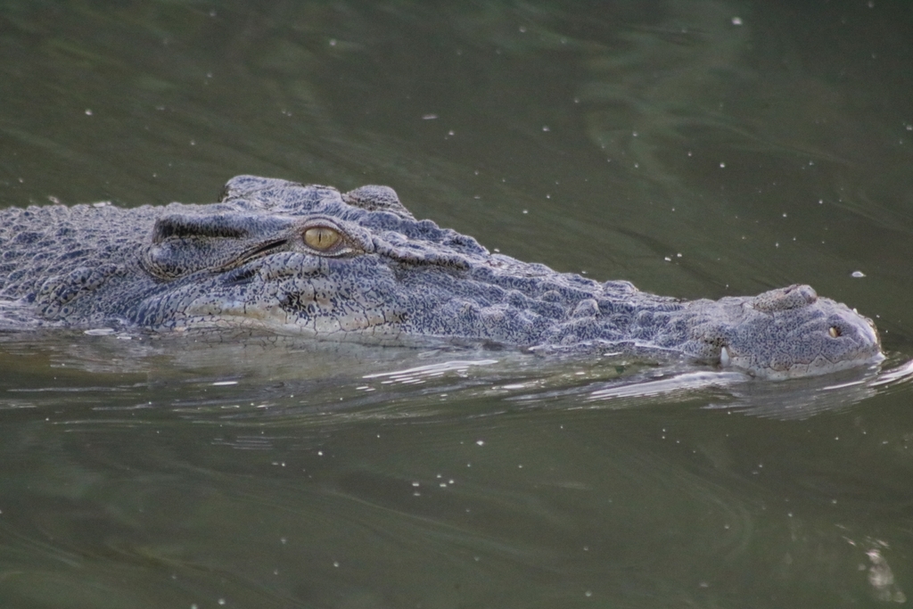 Saltwater crocodile with its head and eye above the surface of green water