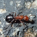 Baker's Carpenter Ant - Photo (c) Cedric Lee, some rights reserved (CC BY-NC), uploaded by Cedric Lee