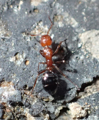Camponotus bakeri
