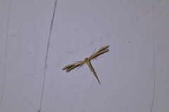Pterophorus innotatalis