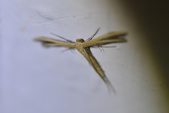 Pterophorus innotatalis