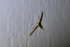 Pterophorus innotatalis