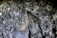 Helastia semisignata