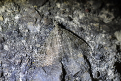 Helastia semisignata