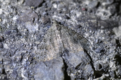 Helastia semisignata