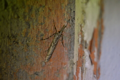 Orocrambus cyclopicus