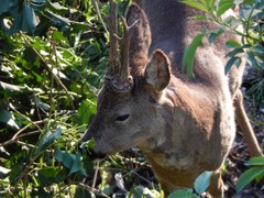 Capreolus capreolus