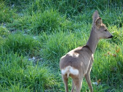 Capreolus capreolus