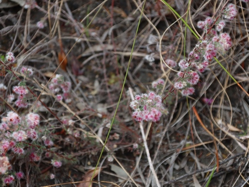 Image of Erica bruniades by (c) Tony Rebelo, some rights reserved (CC BY-SA)