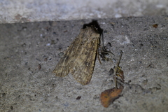Ichneutica morosa