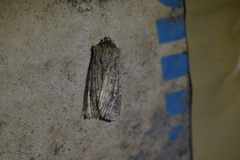 Ichneutica morosa