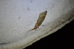 Pycnocentrodes aeris