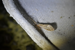 Pycnocentrodes aeris