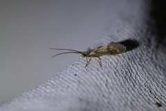 Pycnocentrodes aureolus