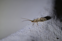 Pycnocentrodes aureolus