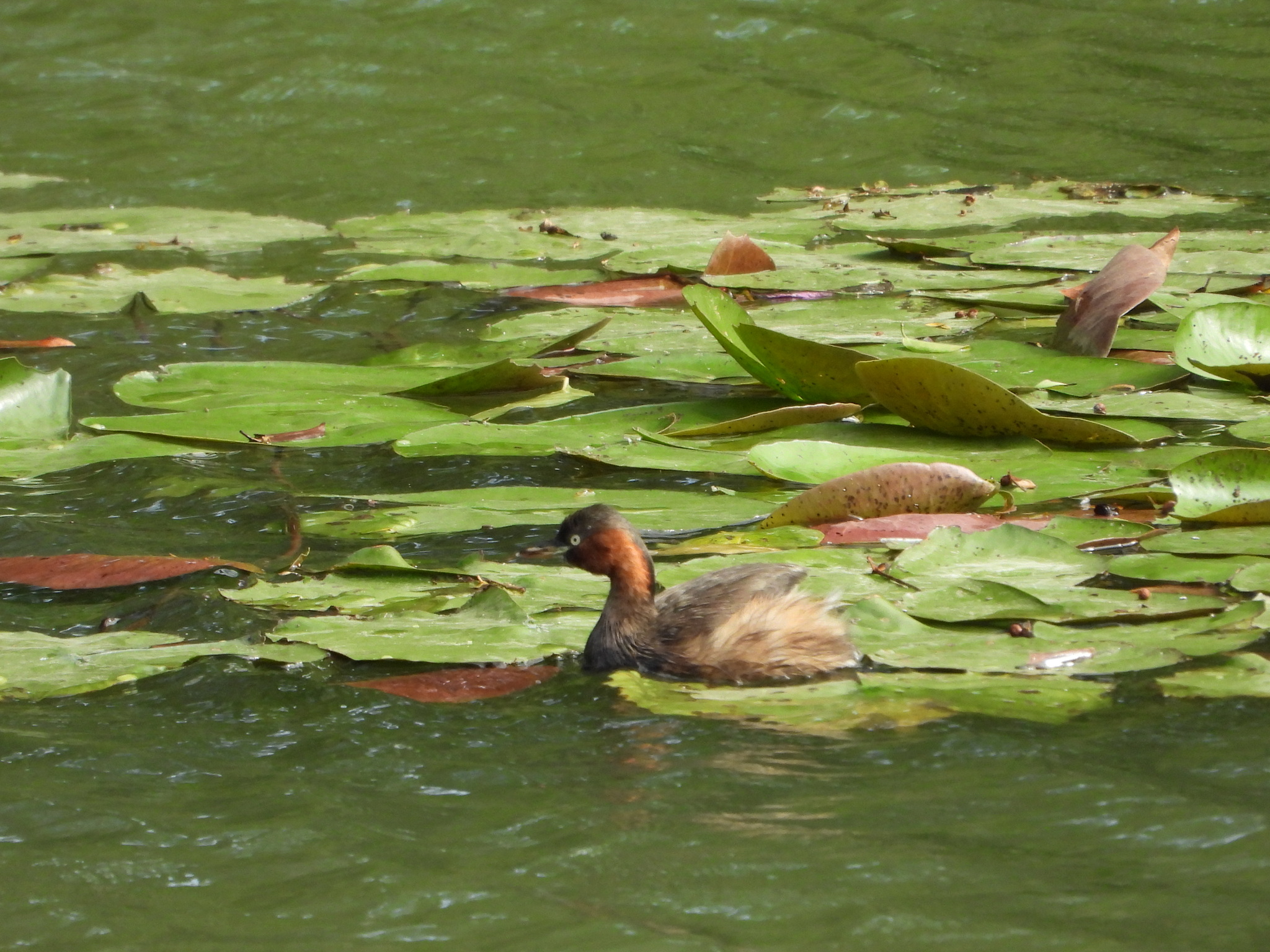 Little Grebe