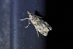 Eudonia minualis