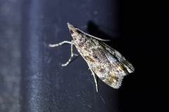 Eudonia minualis