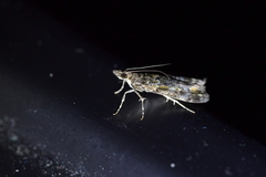 Eudonia minualis