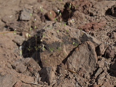 Leptosiphon septentrionalis