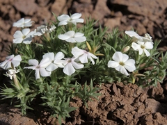 Phlox hoodii canescens