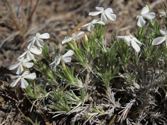 Phlox hoodii canescens