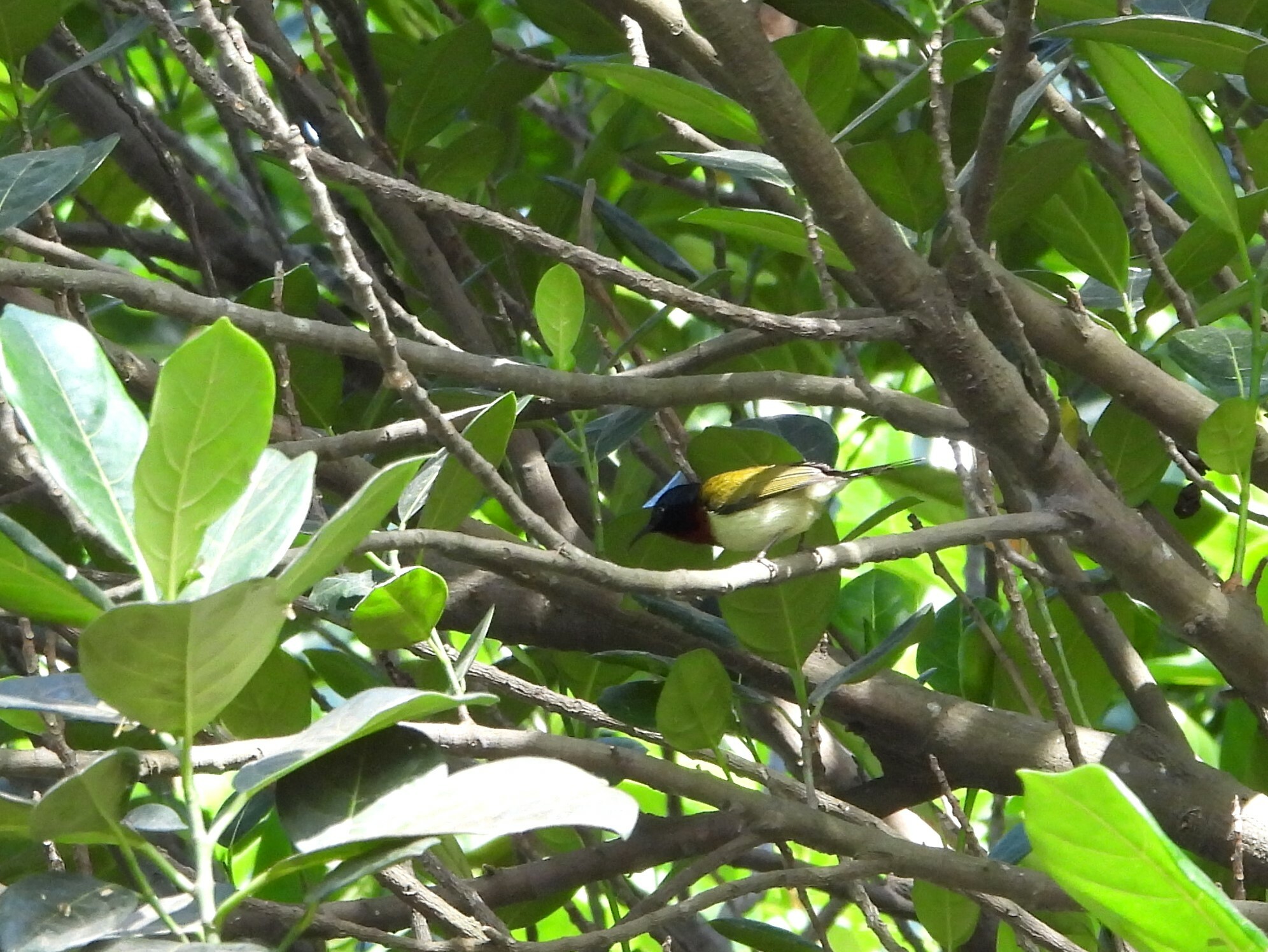 Fork-tailed Sunbird