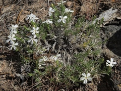 Phlox hoodii canescens
