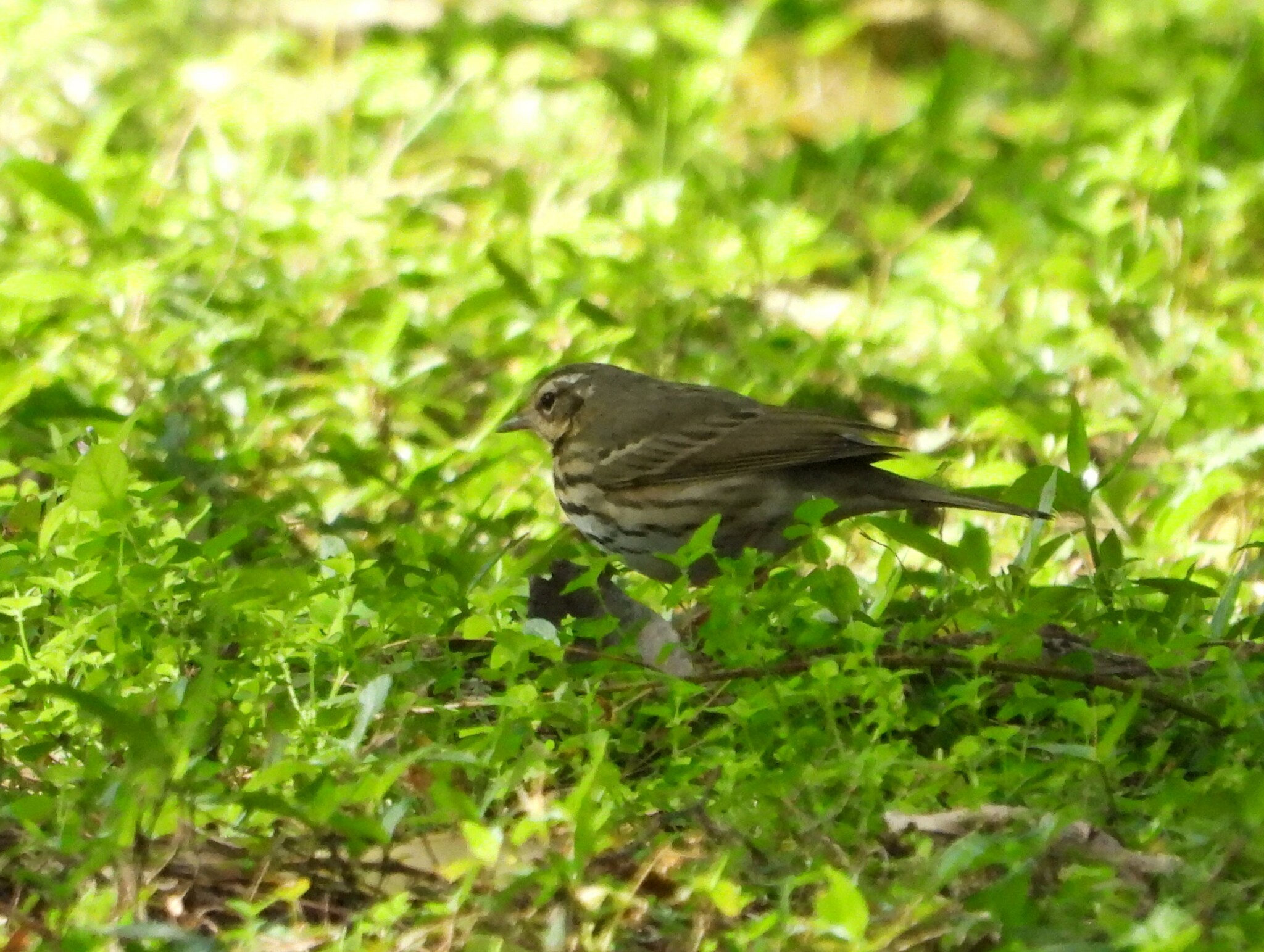 Olive-backed Pipit