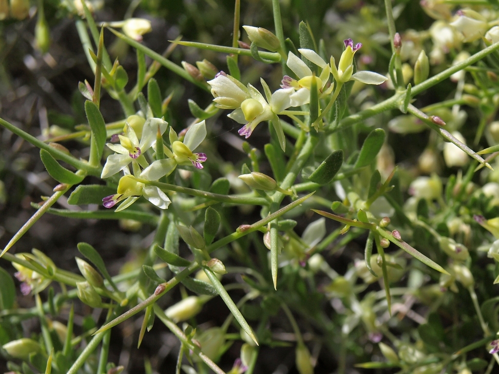 intermountain milkwort