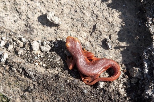 iNaturalist observation photo of Sierra Newt