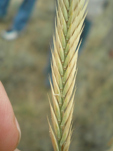 desert wheatgrass (Agropyron desertorum)