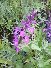Anacamptis palustris